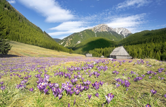 La fioritura dei crochi nei Monti Tatra